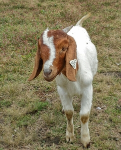 Another shot of the cute goat