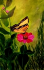 Butterfly on Gerber Daisy